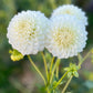 Farmgate Bunches ~ Miniature Decorative Dahlias