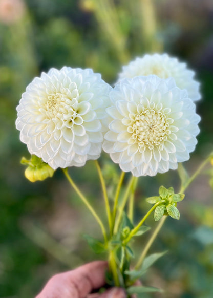 Farmgate Bunches ~ Miniature Decorative Dahlias