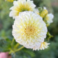 Farmgate Bunches ~ Small Decorative Dahlias