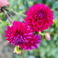 Farmgate Bunches ~ Miniature Decorative Dahlias