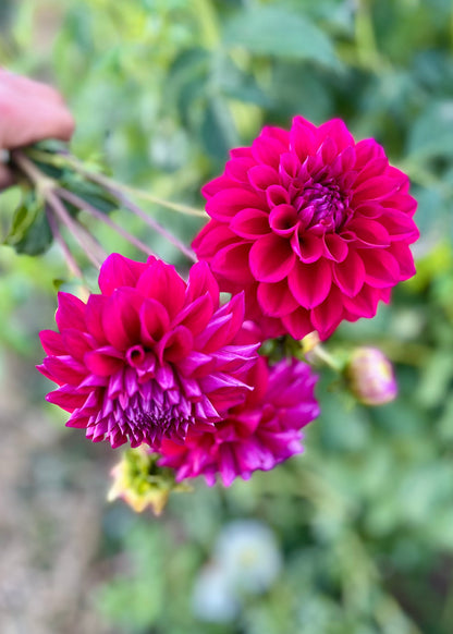 Farmgate Bunches ~ Miniature Decorative Dahlias