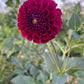 Dahlia Tubers, Burgundy Ball, Side View.