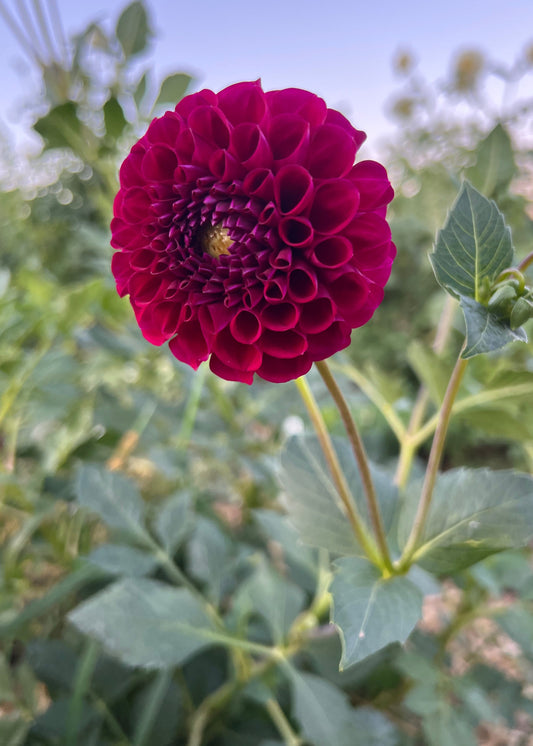 Dahlia Tubers, Burgundy Ball, Side View.