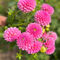 Dahlia 'Trevallyn Pink Lady'