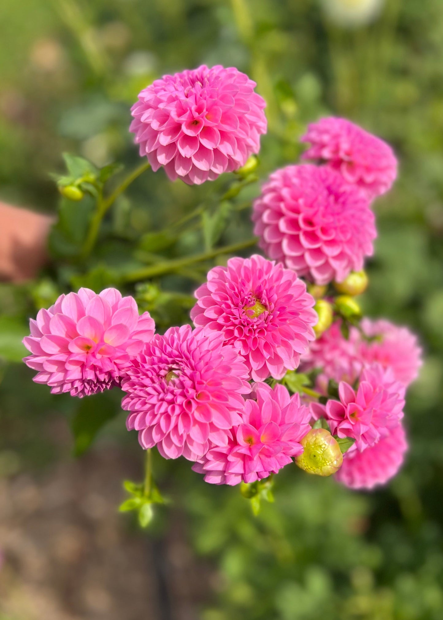Dahlia 'Trevallyn Pink Lady'