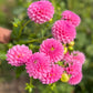 Farmgate Bunches ~ Miniature Decorative Dahlias