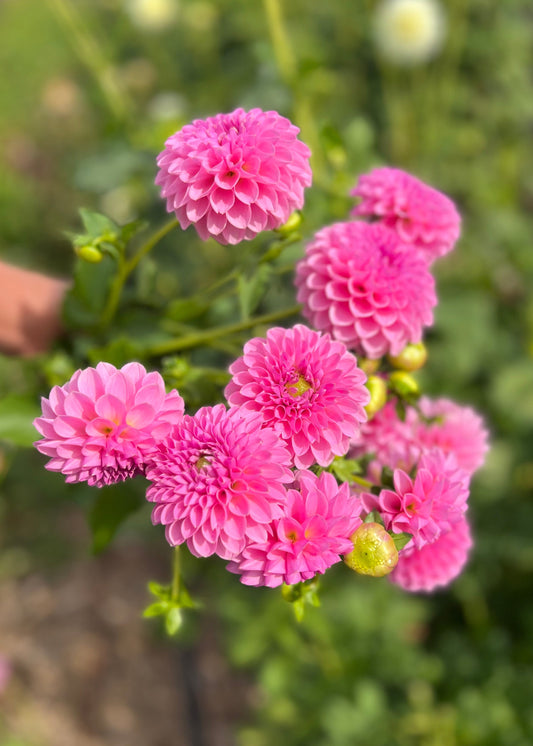 Farmgate Bunches ~ Miniature Decorative Dahlias