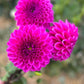 Dahlia 'Glenmarc Challenger'