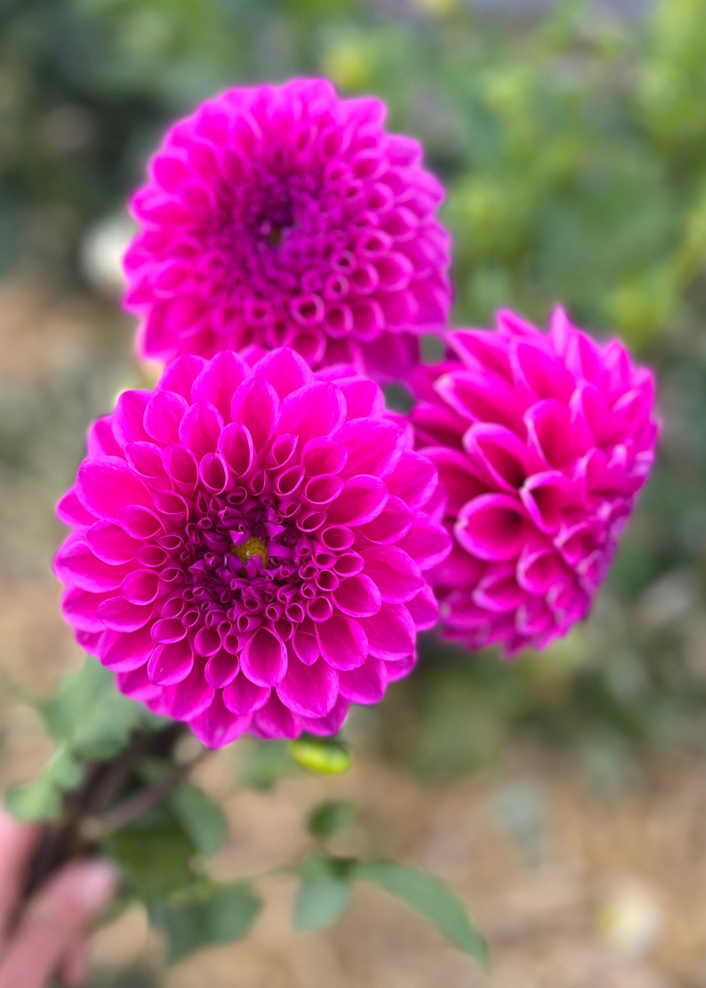 Dahlia 'Glenmarc Challenger'