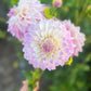 Dahlia 'Devon Pazazz'
