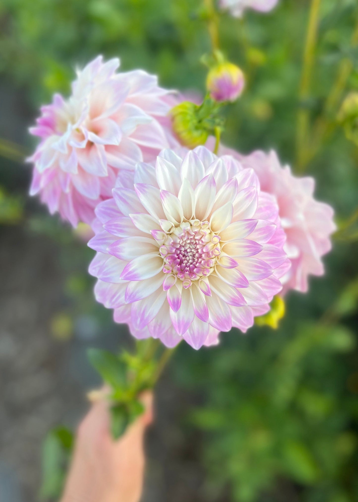 Dahlia 'Devon Pazazz'