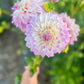Farmgate Bunches ~ Small Decorative Dahlias