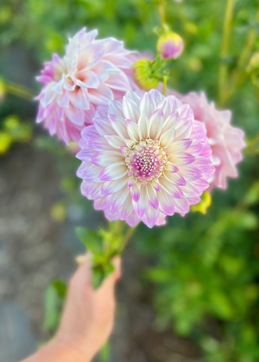 Farmgate Bunches ~ Small Decorative Dahlias