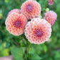 Dahlia' Breannon'