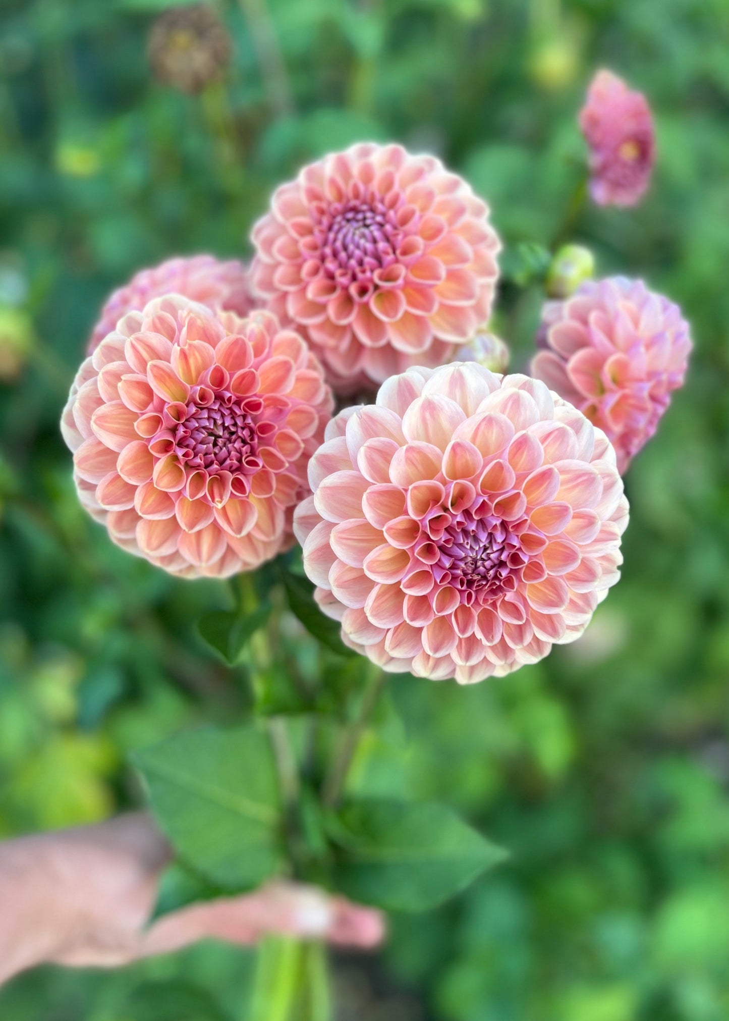 Dahlia' Breannon'