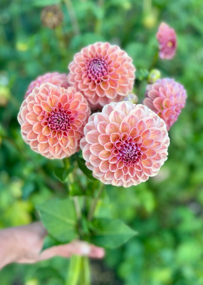 Farmgate Bunches ~ Small Decorative Dahlias