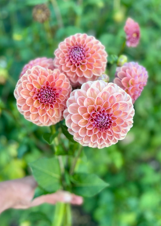 Farmgate Bunches ~ Small Decorative Dahlias