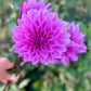 Farmgate Bunches ~ Medium Decorative Dahlias