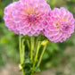 Farmgate Bunches ~ Small Decorative Dahlias