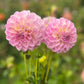 Dahlia 'Coconut Ice'