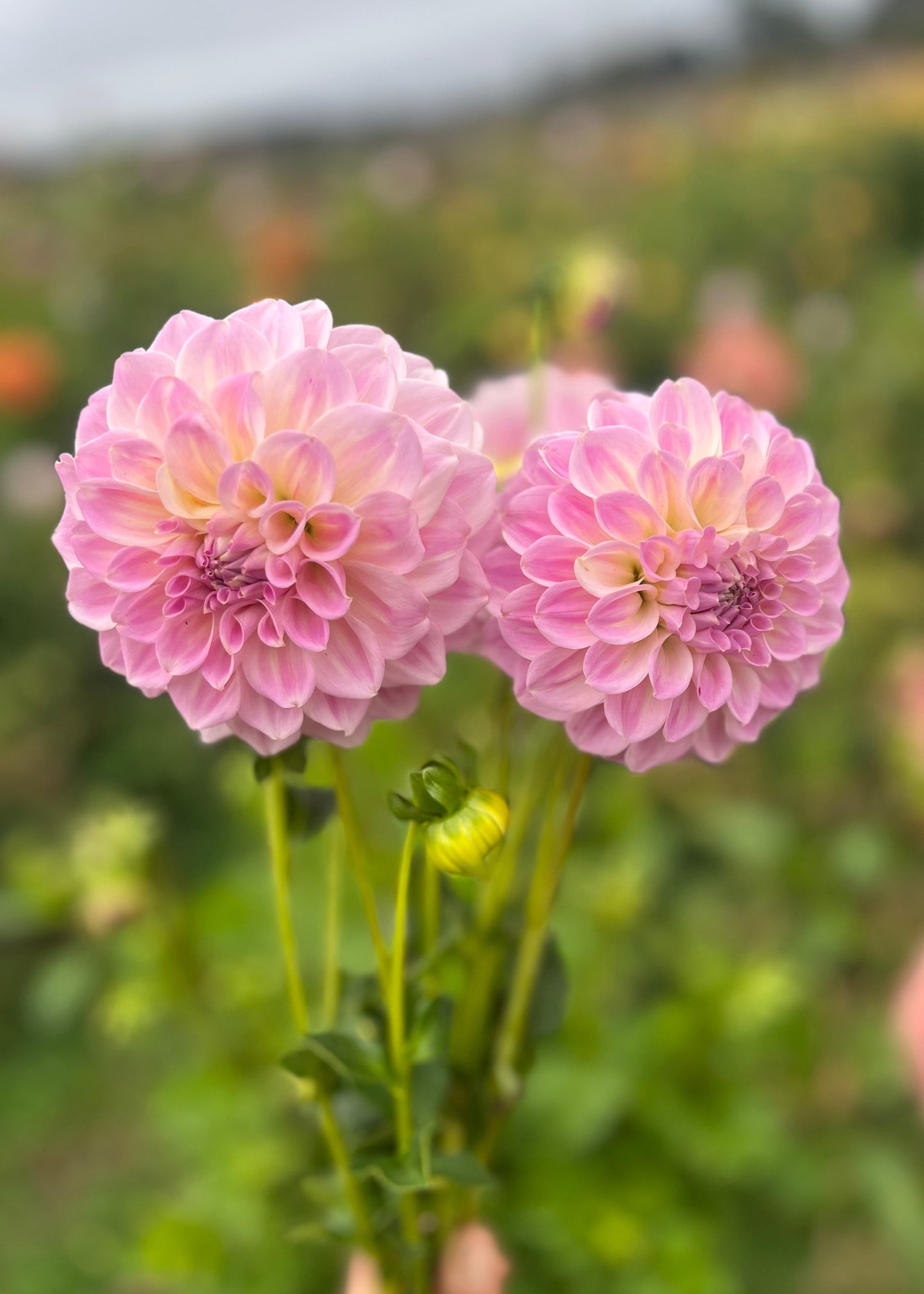 Dahlia 'Coconut Ice'