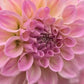 Dahlia 'Coconut Ice'