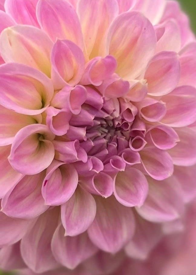 Dahlia 'Coconut Ice'