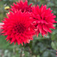 Dahlia 'Kenora Wildfire'