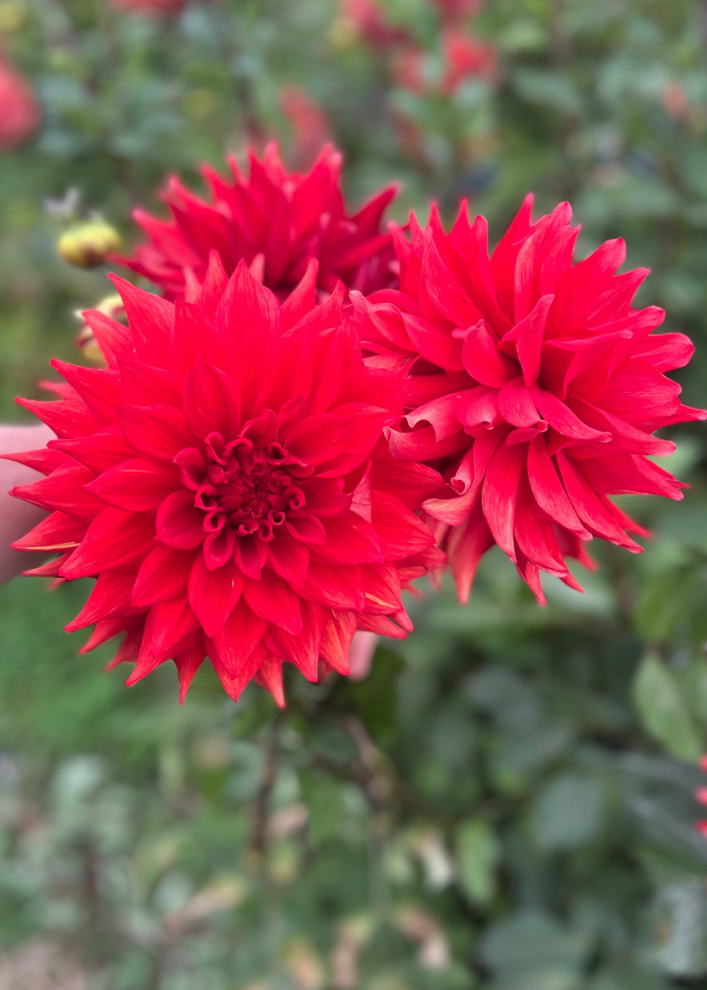Dahlia 'Kenora Wildfire'