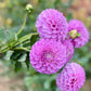 Farmgate Bunches ~ Miniature Decorative Dahlias
