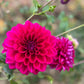 Dahlia 'Samoan Princess'