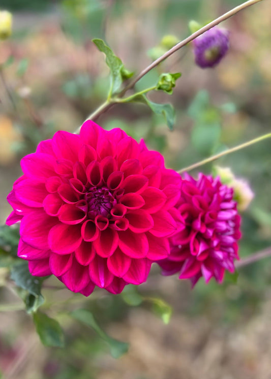 Dahlia 'Samoan Princess'