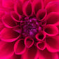 Dahlia 'Samoan Princess'