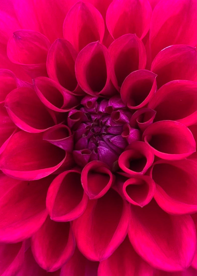 Dahlia 'Samoan Princess'