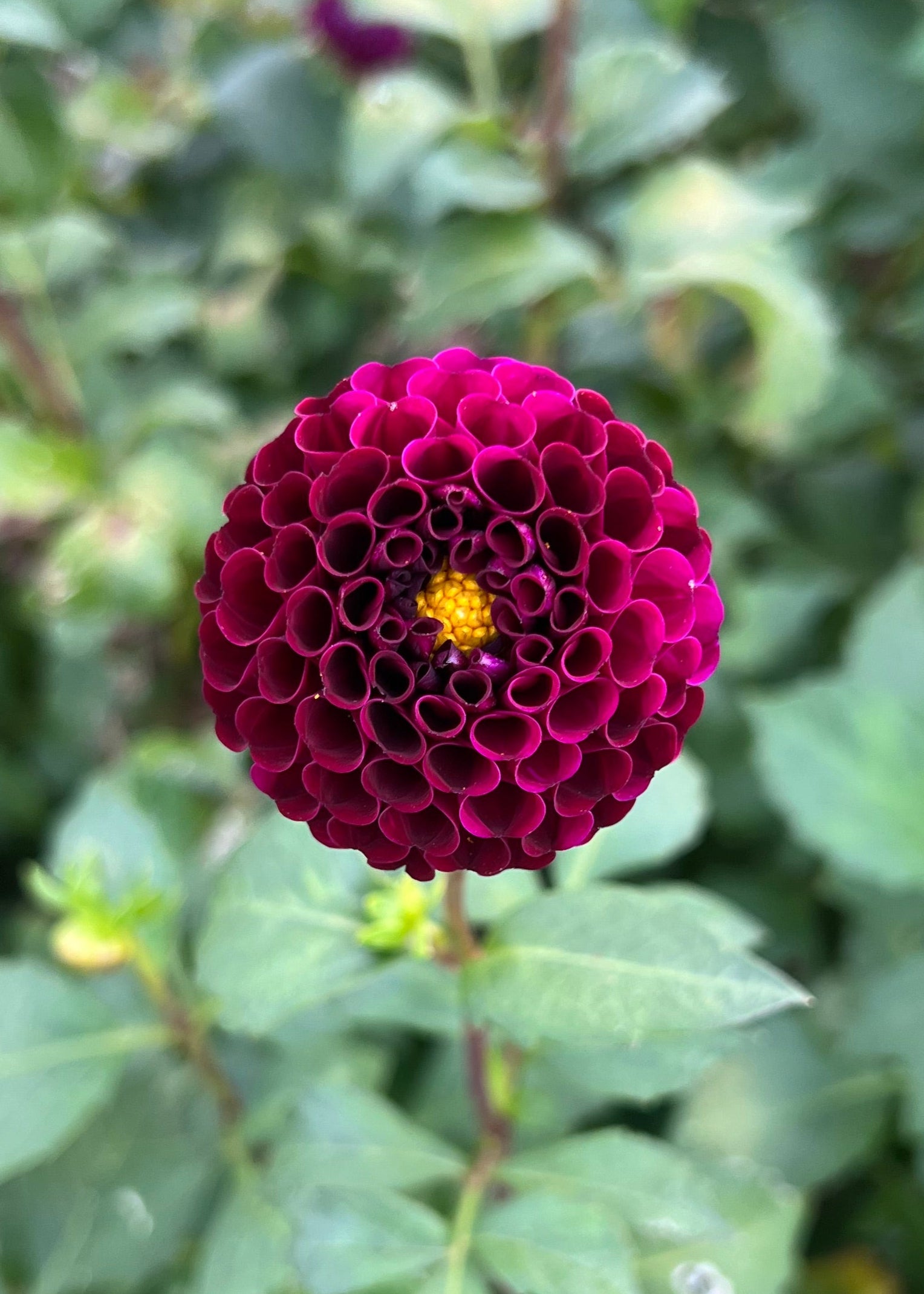 Close up of Moor place with yellow centre.