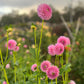 Dahlia 'Trevallyn Pink Lady'