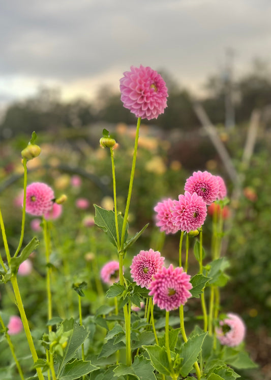 Dahlia 'Trevallyn Pink Lady'