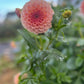 Salmon Joy Dahlia Tubers, Forward Facing.
