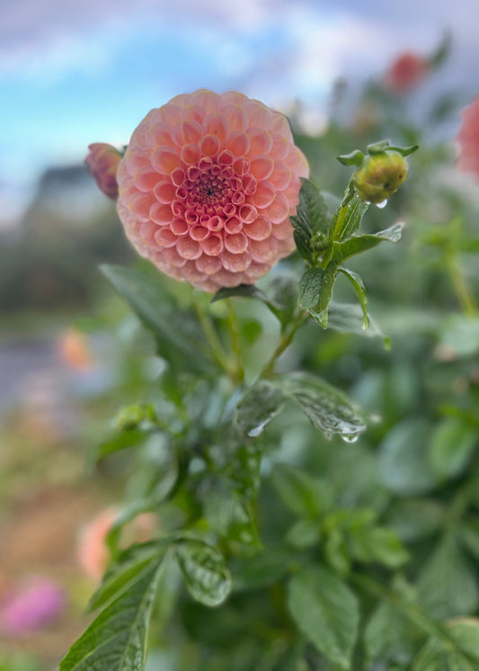 Salmon Joy Dahlia Tubers, Forward Facing.