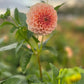 Salmon Joy Dahlia Tubers, side facing.