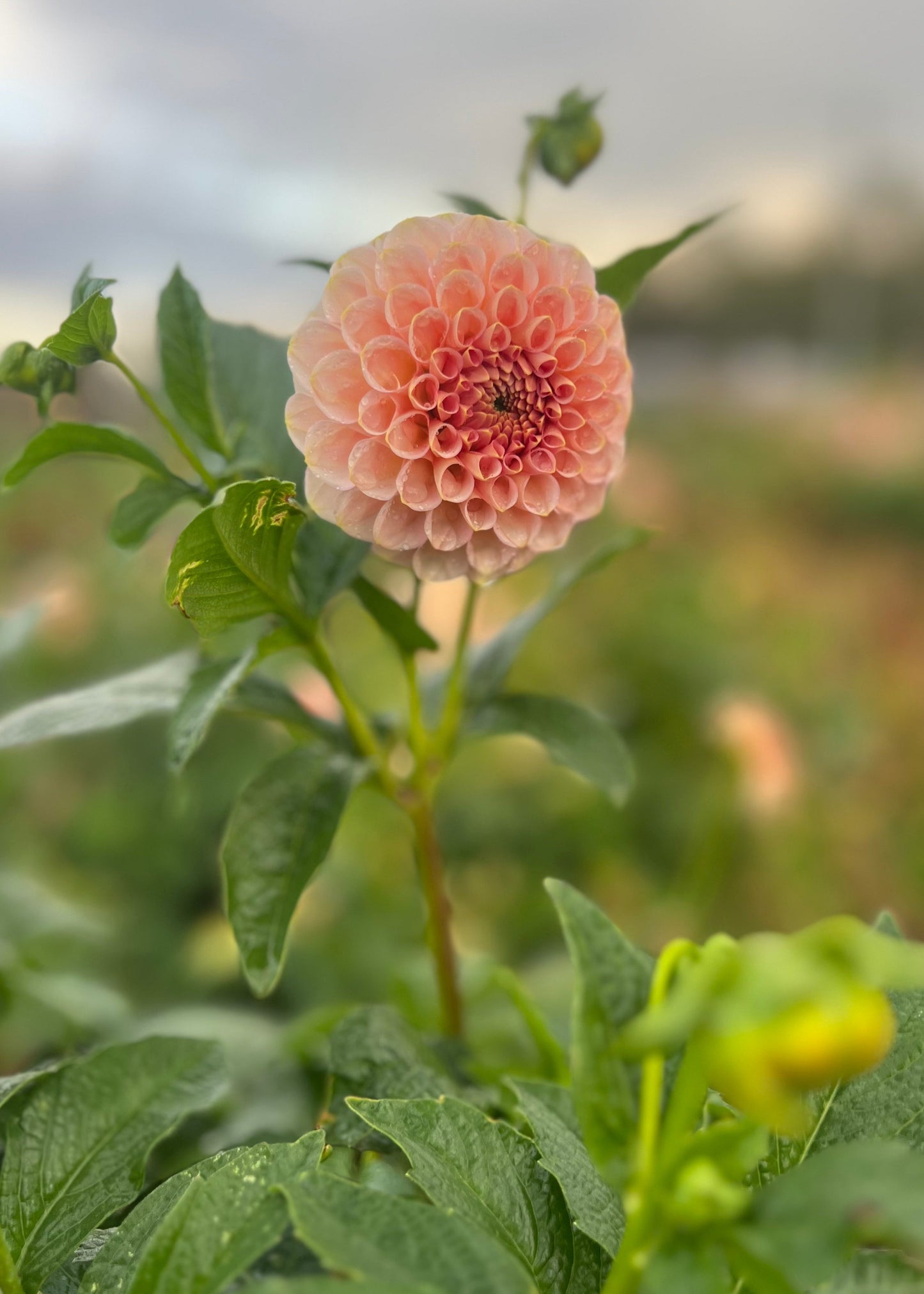 Salmon Joy Dahlia Tubers, side facing.