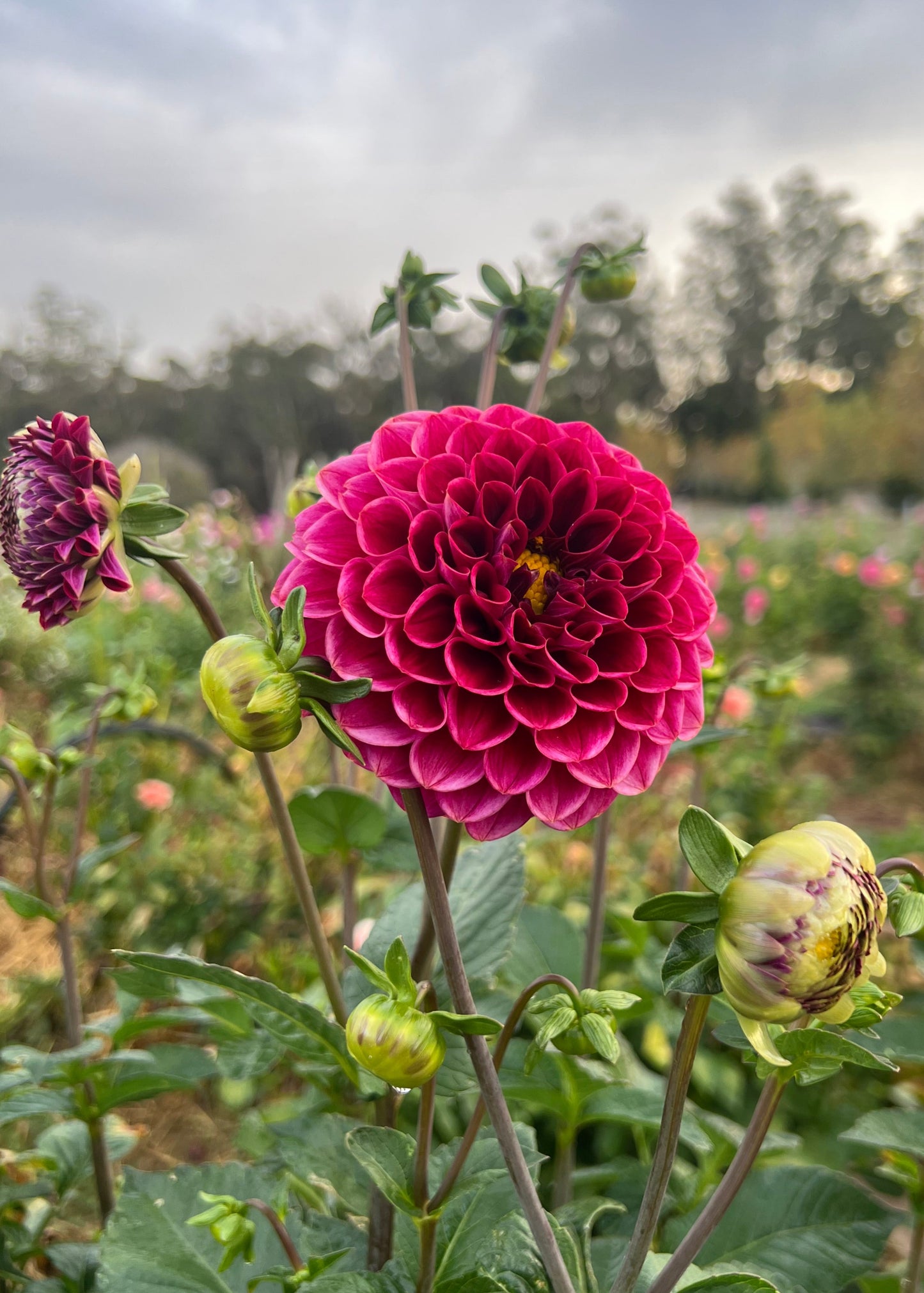 Everbloom Vintage Velvet