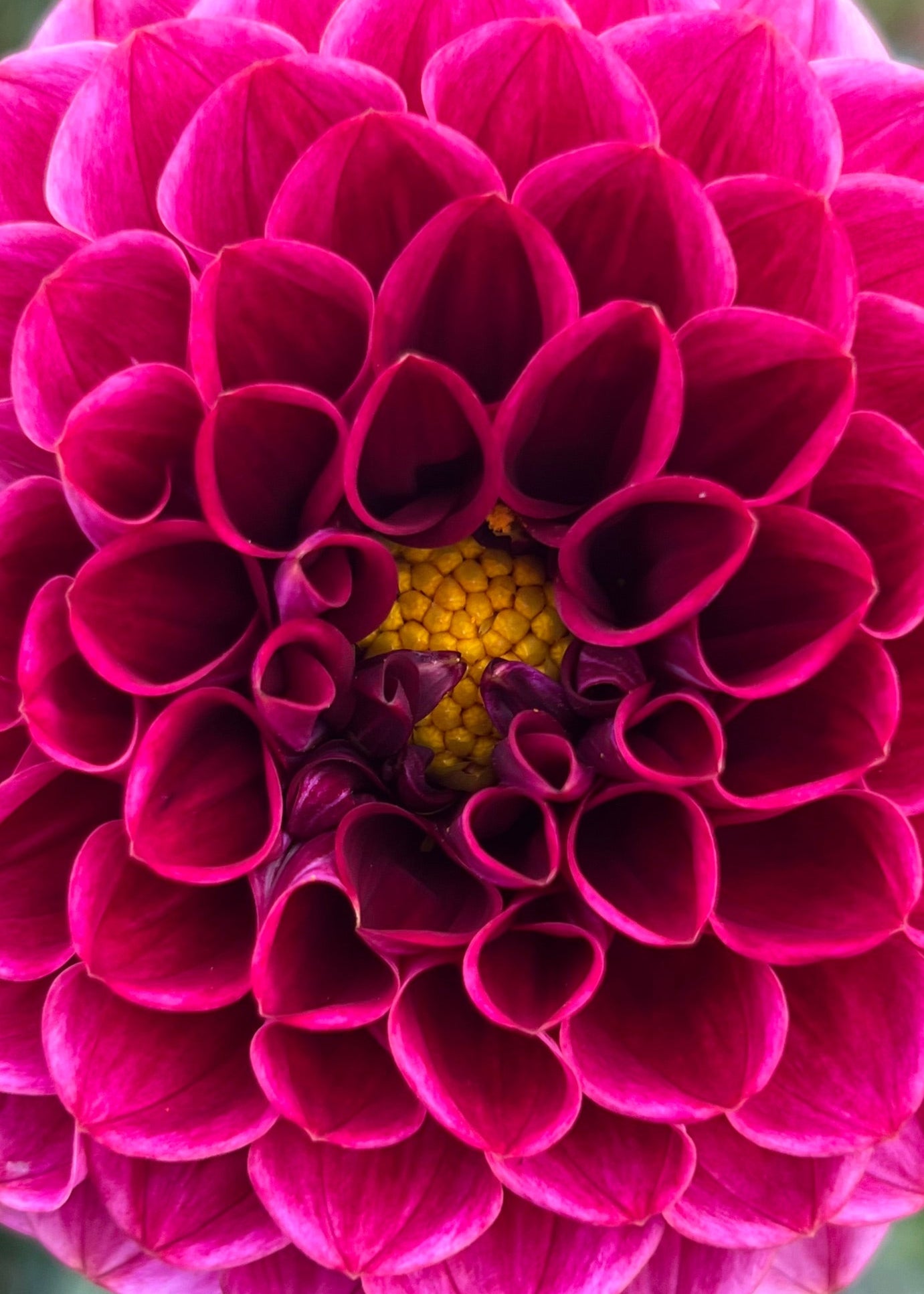 Everbloom Vintage Velvet