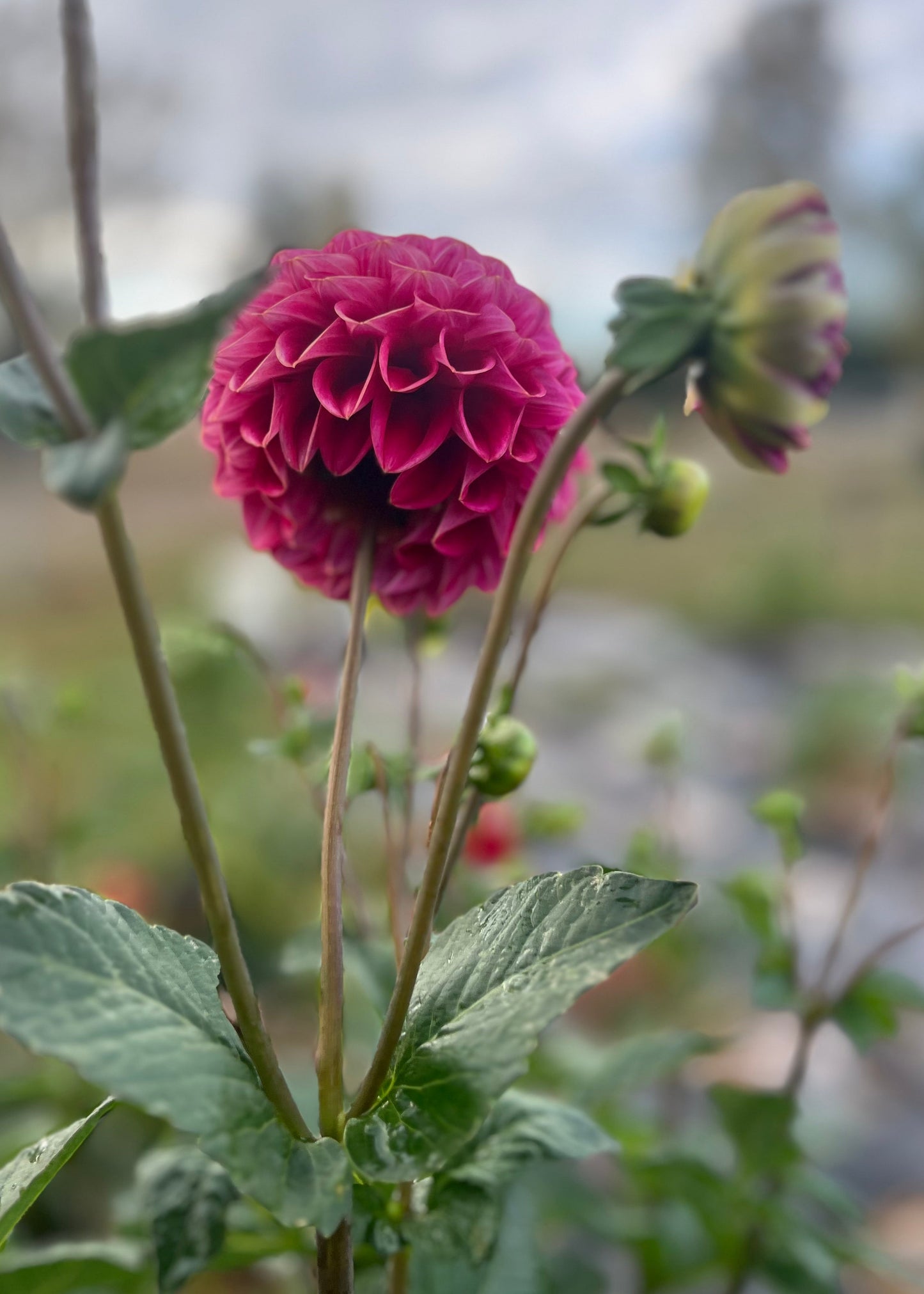 Everbloom Vintage Velvet