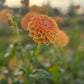 Dahlia 'Winkie Tuscany'