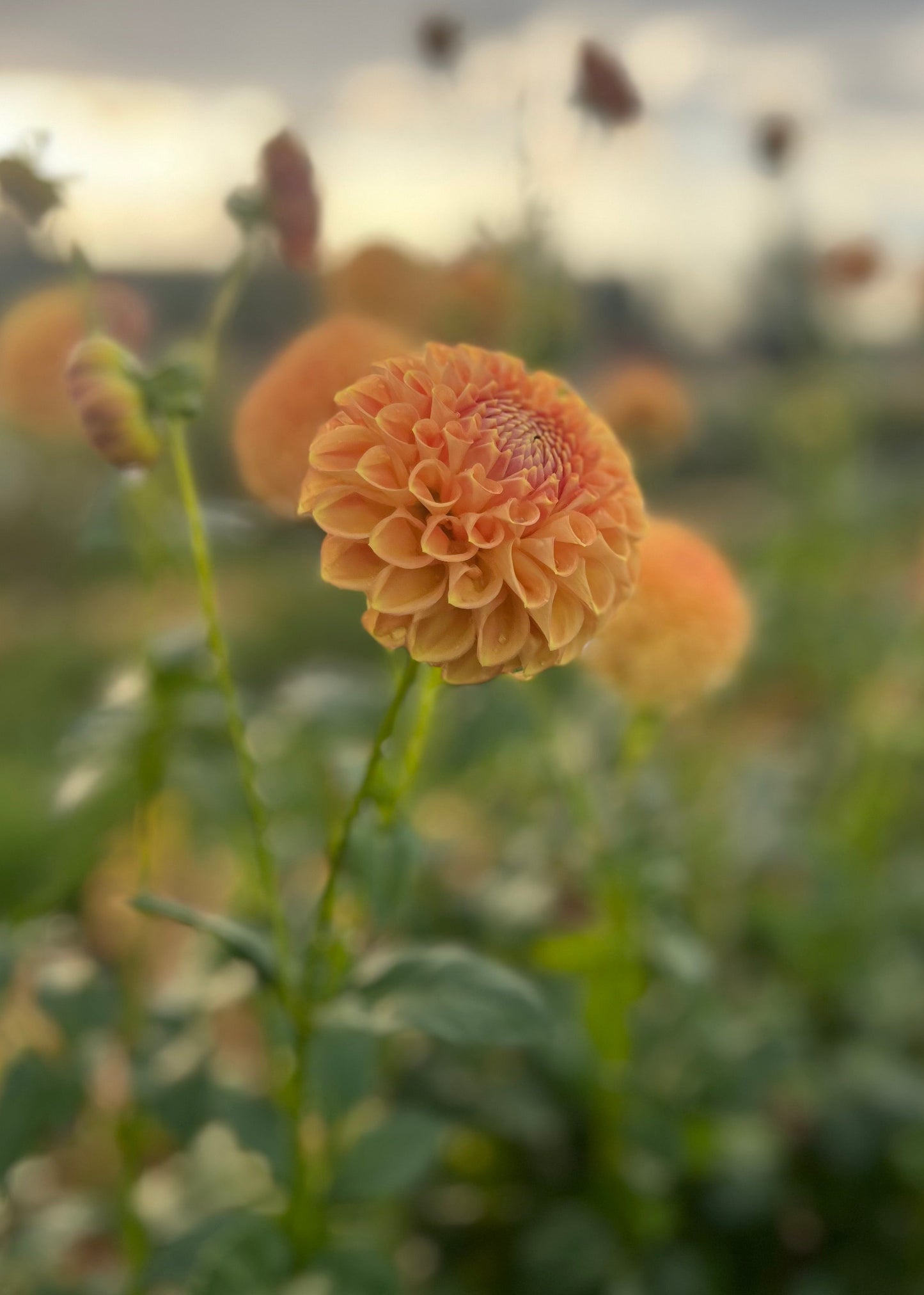 Dahlia 'Winkie Tuscany'