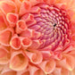Dahlia 'Winkie Tuscany'