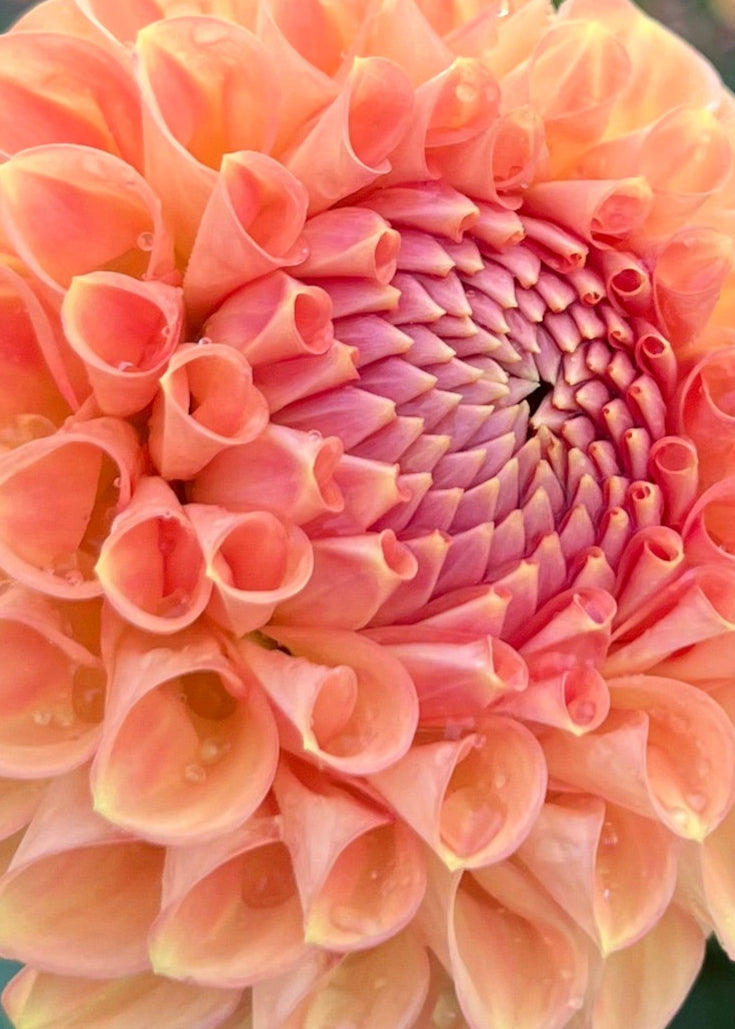 Dahlia 'Winkie Tuscany'