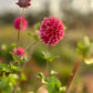Dahlia 'Everbloom Sangria'