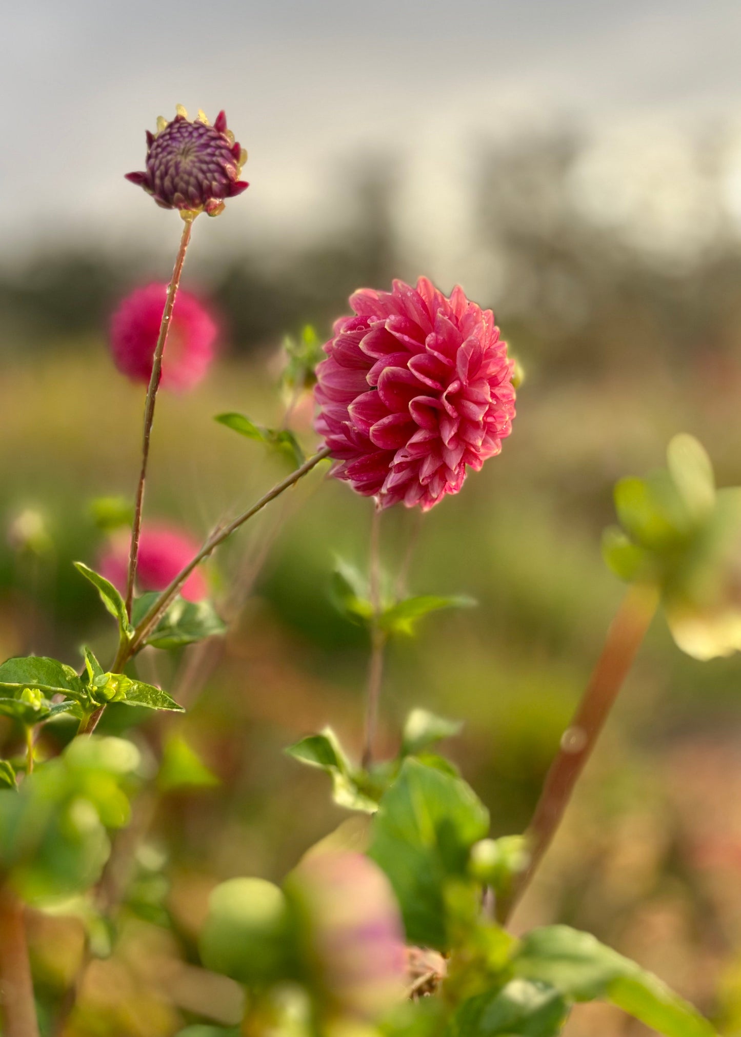 Dahlia 'Everbloom Sangria'